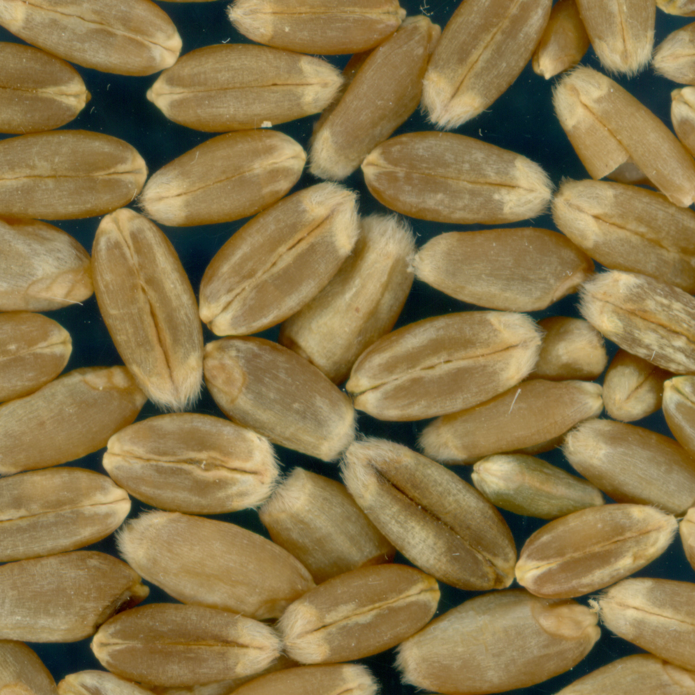 KERNELS